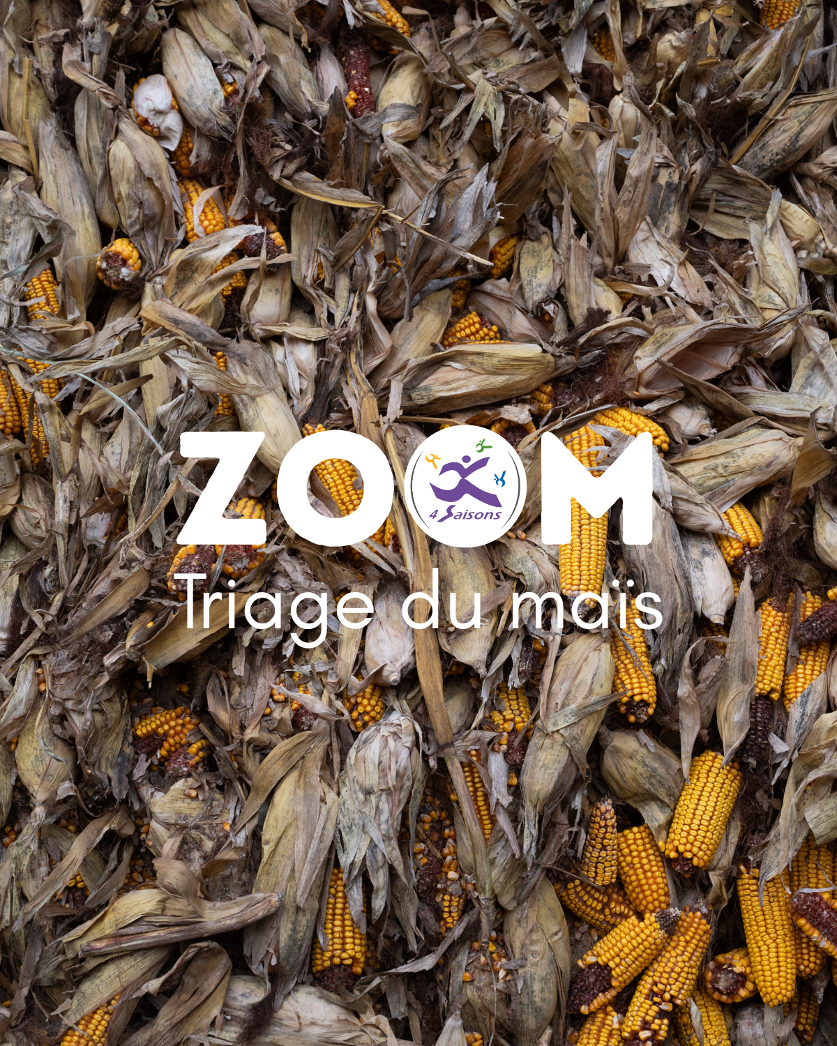 triage_maïs_1.png